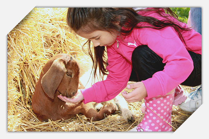 Block Petting Zoo